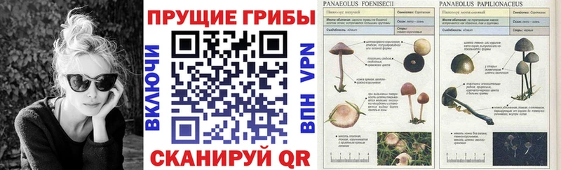 сайты даркнета Telegram  Рязань  Галлюциногенные грибы GOLDEN TEACHER  продажа наркотиков 